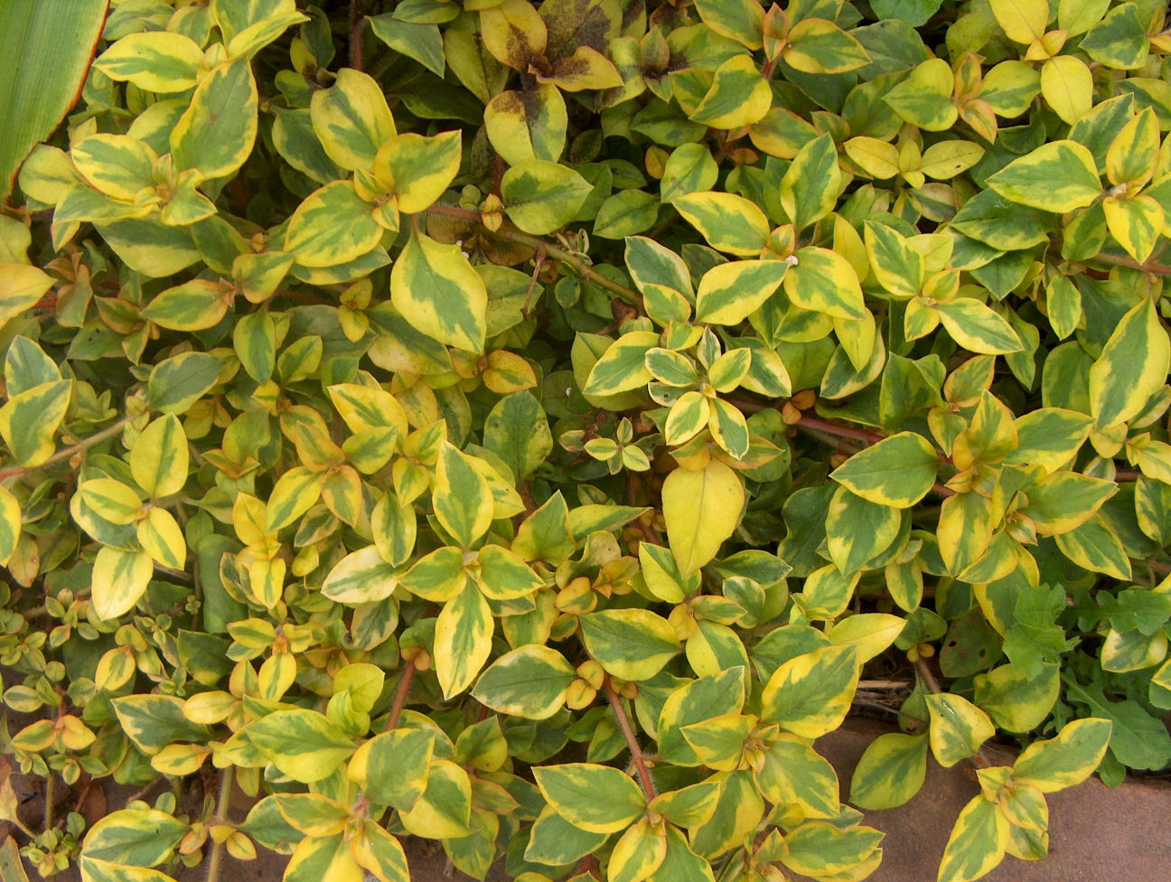 Online Plant Guide Lysimachia congestiflora 'Golden Harvest